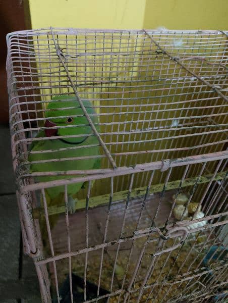 ringneck green parrot for sale 2