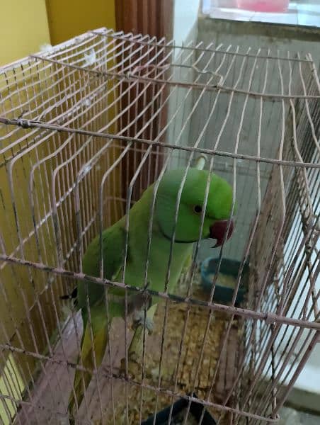 ringneck green parrot for sale 3