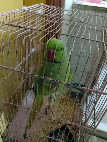 ringneck green parrot for sale 4