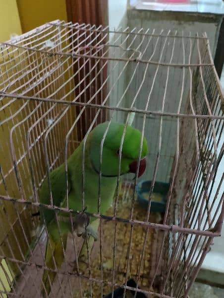 ringneck green parrot for sale 6
