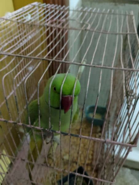 ringneck green parrot for sale 7