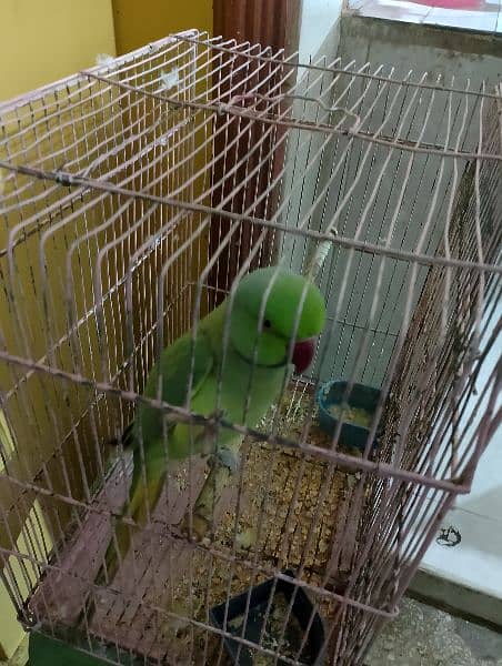 ringneck green parrot for sale 8