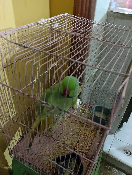 ringneck green parrot for sale 9
