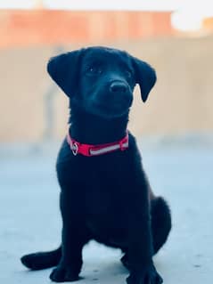 Female Labrador Puppy