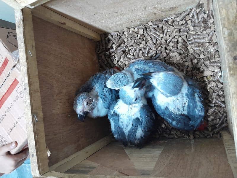 grey parrot chicks 1