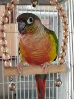 green chick conure fully red factor and albino red eyes