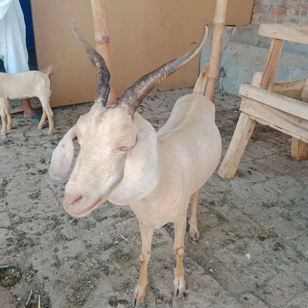 Hiran cross goat 1