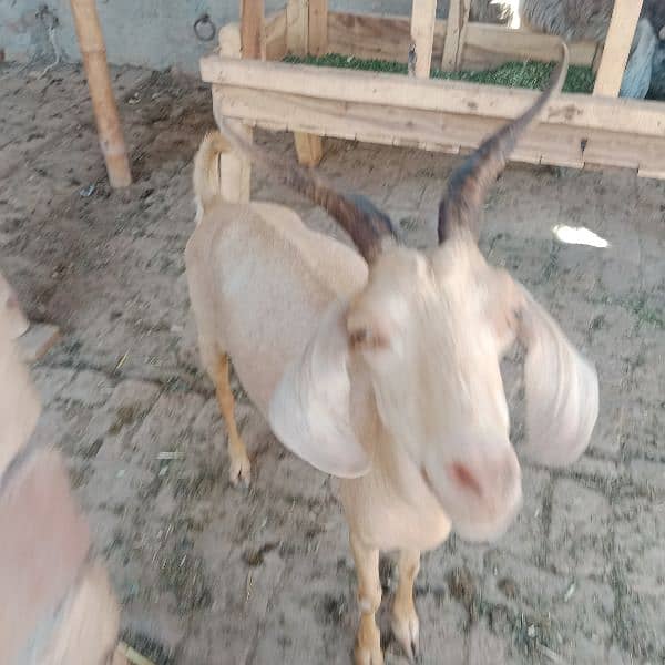 Hiran cross goat 2