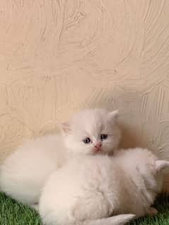 Persian Cat 2 month Baby