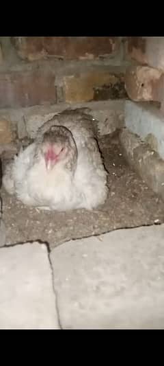 aseel kruk hen or quality aseel eggs available