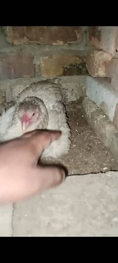 aseel kruk hen or quality aseel eggs available