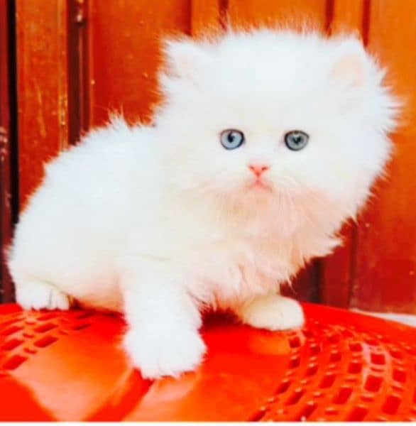Persian cat/female triple coated. 1