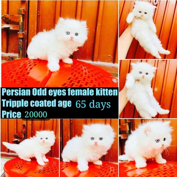Persian cat/female triple coated. 6