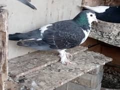 Pigeons for Sale (Breeder)