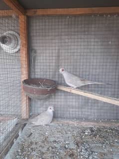 Simple red dove breeder pair