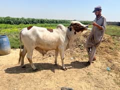 Best Qurbani Bulls | Cow | Bachia | Janwar | sahiwal cow | Bachra