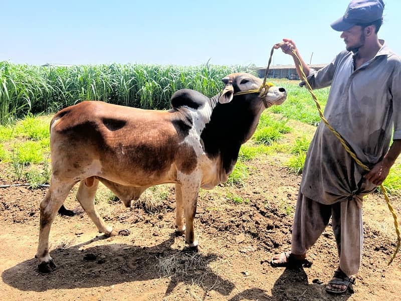 Best Qurbani Bulls | Cow | Bachia | Janwar | sahiwal cow | Bachra 7