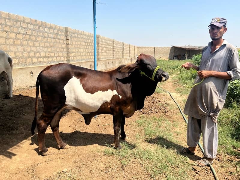 Best Qurbani Bulls | Cow | Bachia | Janwar | sahiwal cow | Bachra 8
