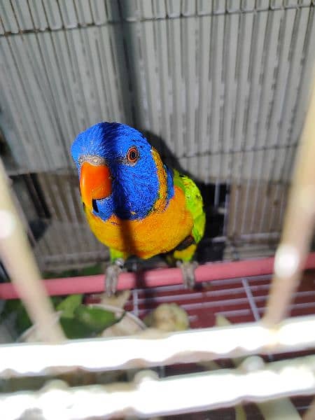 lorry parrot male 1