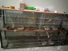 Cage and birds sale in very low price
