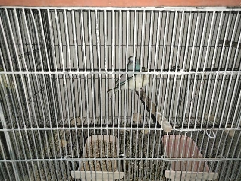 Cage and birds sale in very low price 2