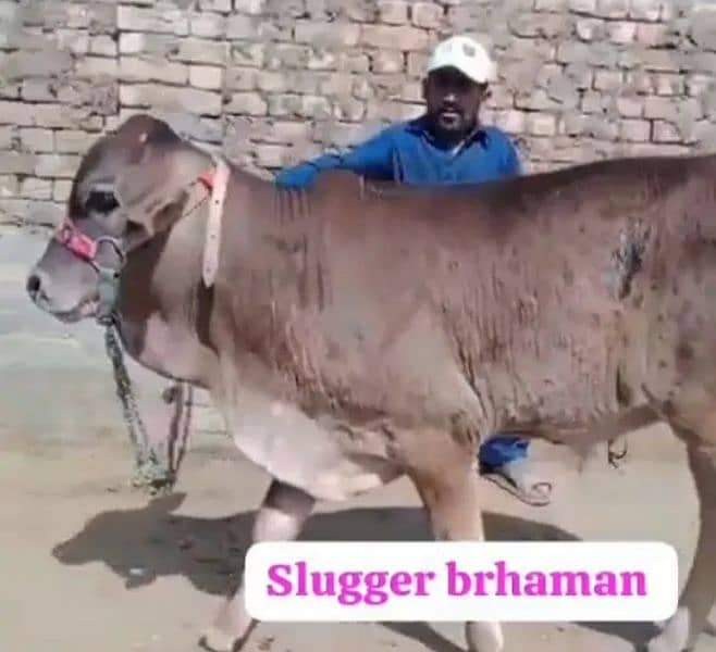 Slugger bull 1