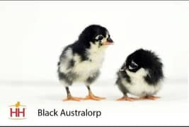 Australorp and Golden Buff Chick,s.