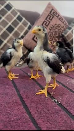 black shamo chicks for sale