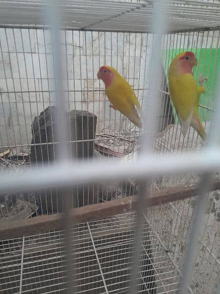 flying cage for sale 4
