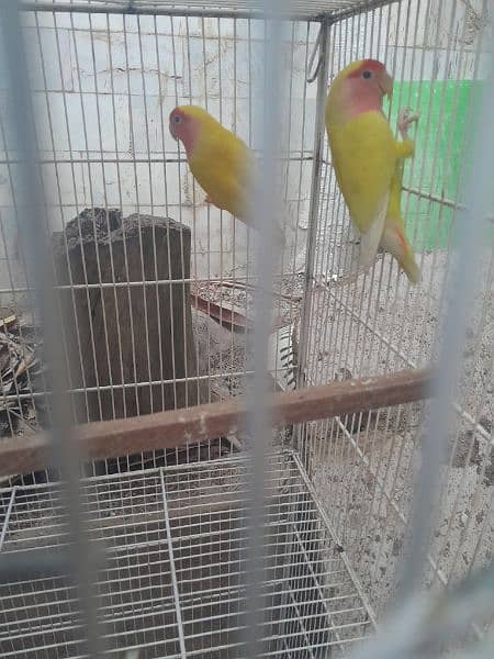 flying cage for sale 5