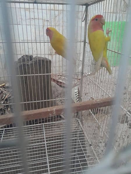 flying cage for sale 6