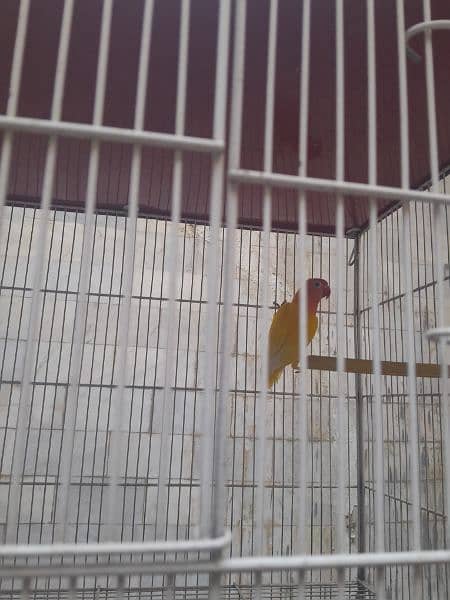 flying cage for sale 7