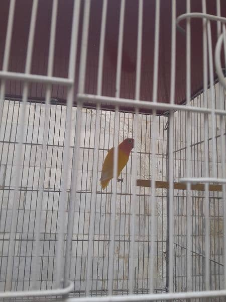 flying cage for sale 8