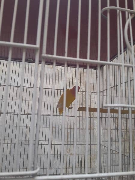 flying cage for sale 9