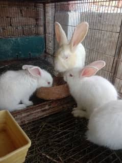 New Zealand white Rabbit Bunnies pair 0