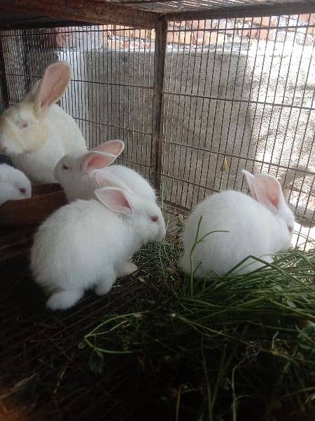 New Zealand white Rabbit Bunnies pair 1