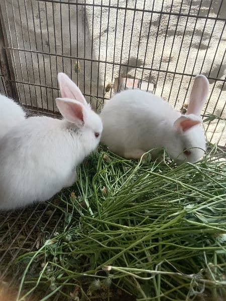 New Zealand white Rabbit Bunnies pair 2