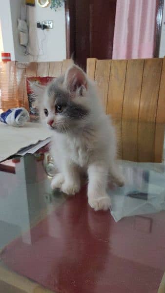 Litter trained 
Doll face Persian 
Male and female
For sell. 1