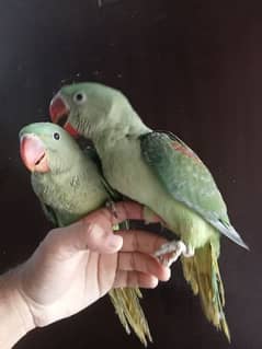 kashmiri parrot chicks