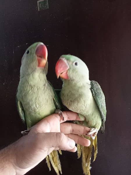 kashmiri parrot chicks 1