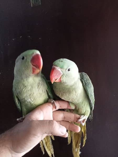kashmiri parrot chicks 2