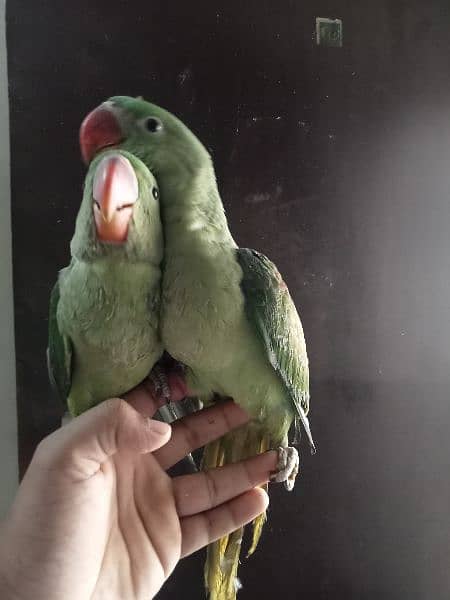 kashmiri parrot chicks 3