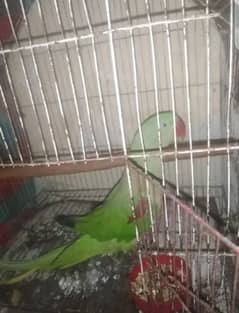 Raw parrot good and healthy condition