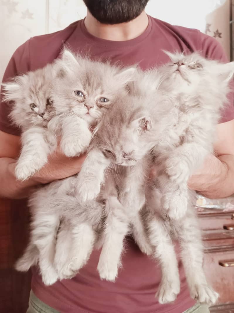 Original persian kittens for sale 0