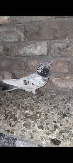 chat wala breeder Male for sale 0