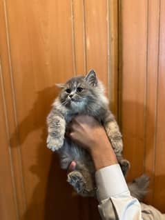 Persian Female Kitten