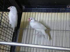 white java male available