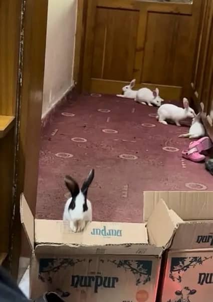 Beautiful Rabbits for sale 0