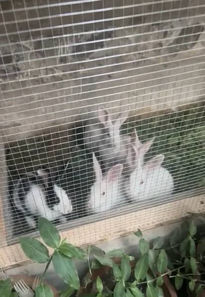 Beautiful Rabbits for sale 2