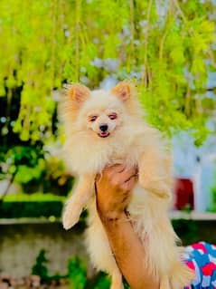 pomeranian Male available for sell